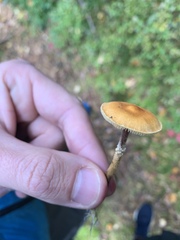 Hypholoma marginatum