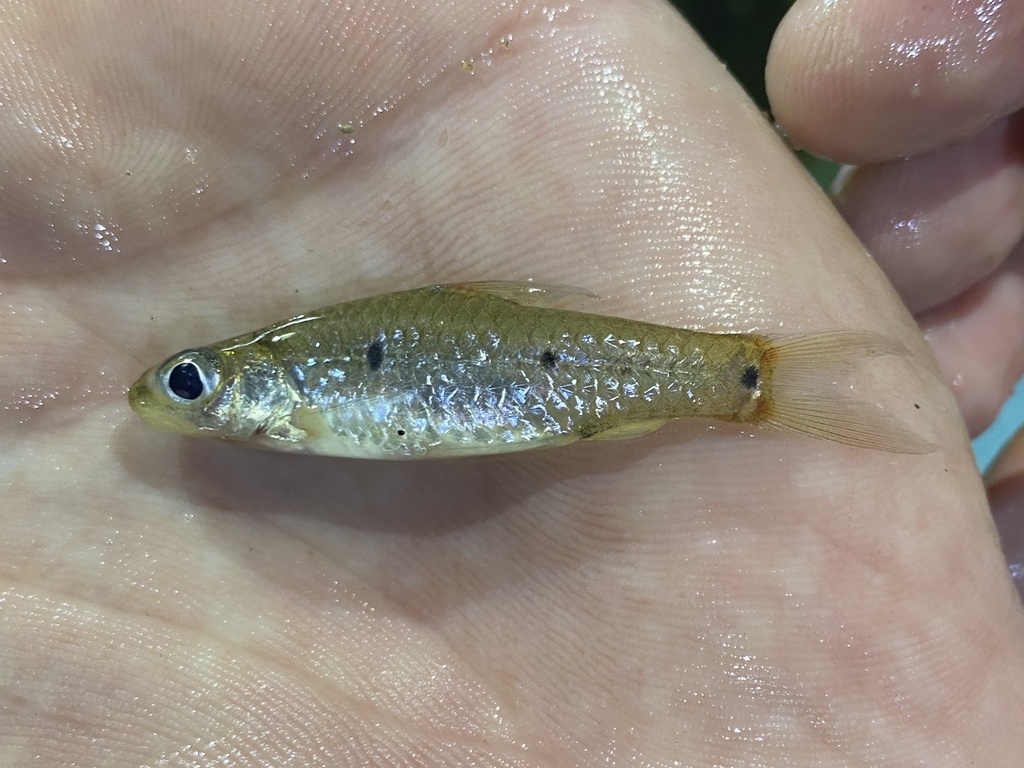 Threespot barb (Enteromius trispilomimus) — Cyprinidae