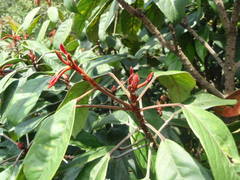 Elaeocarpus ferrugineus