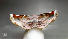 Oenochroma turneri