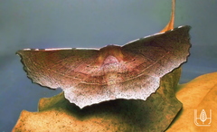 Oenochroma vetustaria