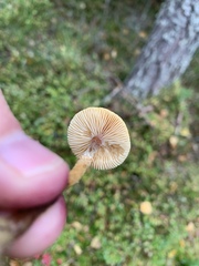 Hypholoma marginatum