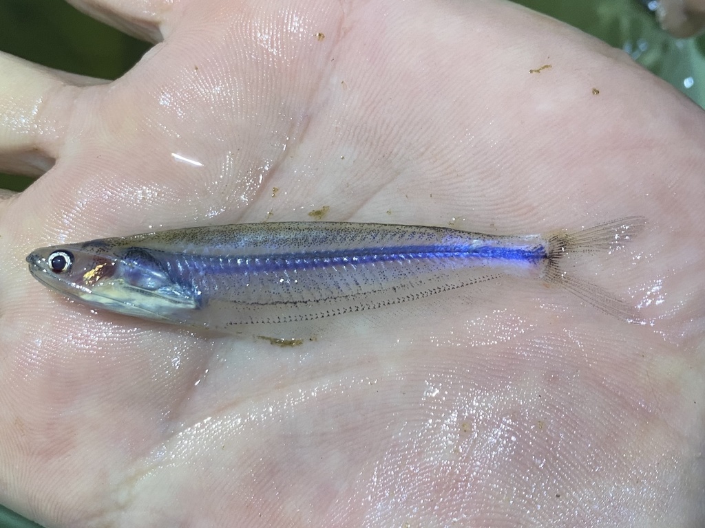 African glass catfish (Parailia occidentalis) — Schilbeidae