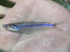 Parailia occidentalis