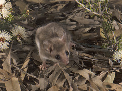 Cercartetus concinnus