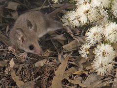 Cercartetus concinnus