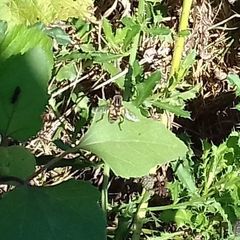 Mesembrius peregrinus