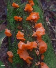 Guepinia helvelloides