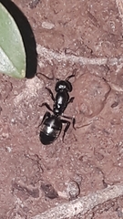 Camponotus pennsylvanicus