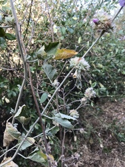 Malacothamnus enigmaticus