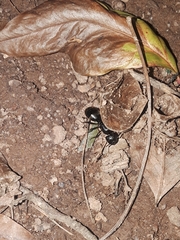 Camponotus pennsylvanicus
