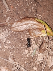 Camponotus pennsylvanicus