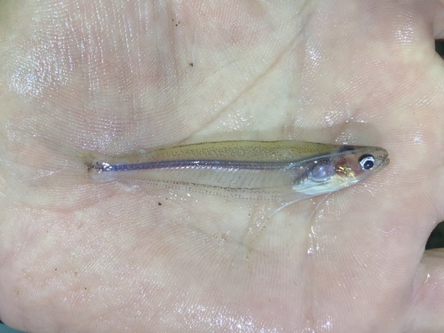 African glass catfish (Parailia occidentalis) — Schilbeidae — 3