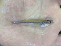 Parailia occidentalis