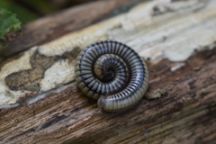 Pachyiulus krivolutskyi