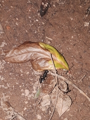 Camponotus pennsylvanicus