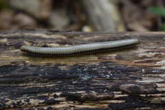 Pachyiulus krivolutskyi