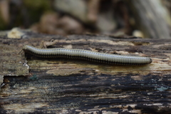 Pachyiulus krivolutskyi