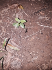 Camponotus pennsylvanicus