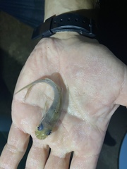 Chrysichthys ogooensis