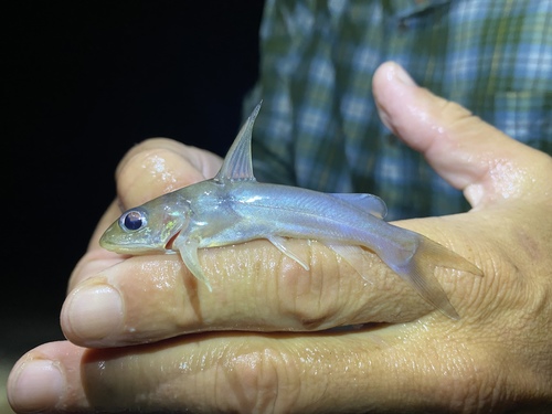 Ogowe catfish (Chrysichthys ogooensis) — Claroteidae — 5