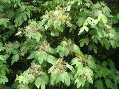 Macaranga bancana