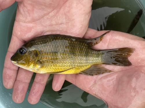 Tholloni tilapia (Coptodon tholloni) — Cichlidae — 5