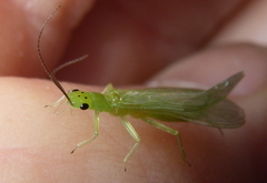 Chloroperlidae