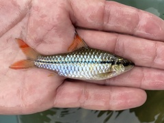 Enteromius holotaenia