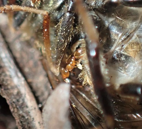 Monomorium mictilisMonomorium mictilis