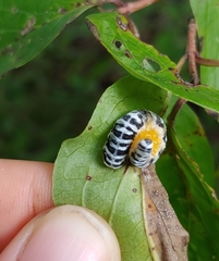 Macremphytus tarsatus