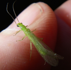 Chloroperlidae