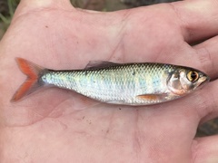 Opsaridium ubangiense