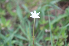 Zephyranthes chlorosolen