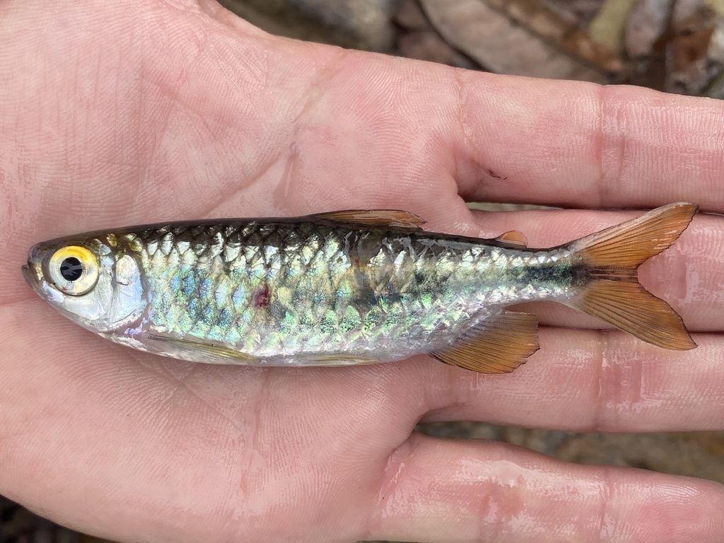 Congo robber (Brycinus opisthotaenia) — Alestidae