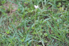 Zephyranthes chlorosolen