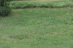 Zephyranthes chlorosolen