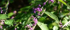 Callicarpa dichotoma