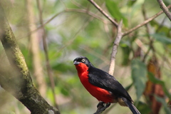 Laniarius erythrogaster