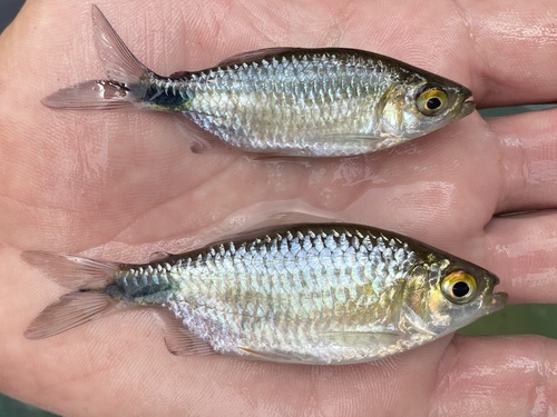 Longfin tetra (Brycinus longipinnis) — Alestidae — 2