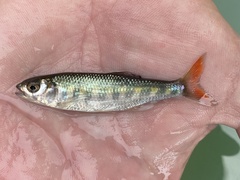Opsaridium ubangiense