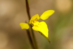 Diuris chryseopsis