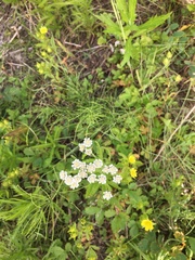 Achillea alpina