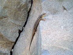 Heremites auratus
