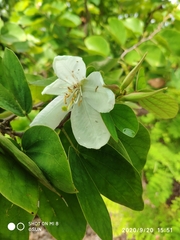 Bauhinia acuminata