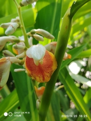 Alpinia mutica