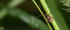 Sphedanolestes impressicollis