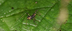Sphedanolestes impressicollis