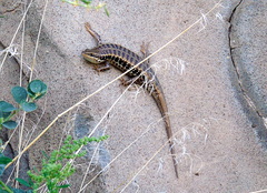 Heremites auratus