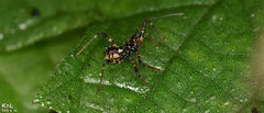 Sphedanolestes impressicollis